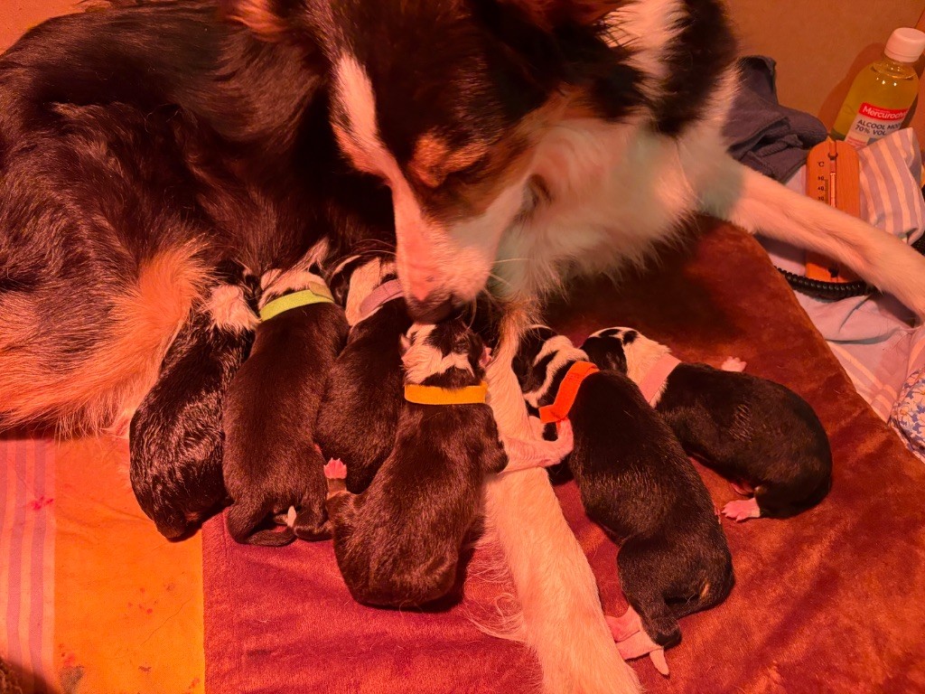 chiot Border Collie Shadow’s Manor