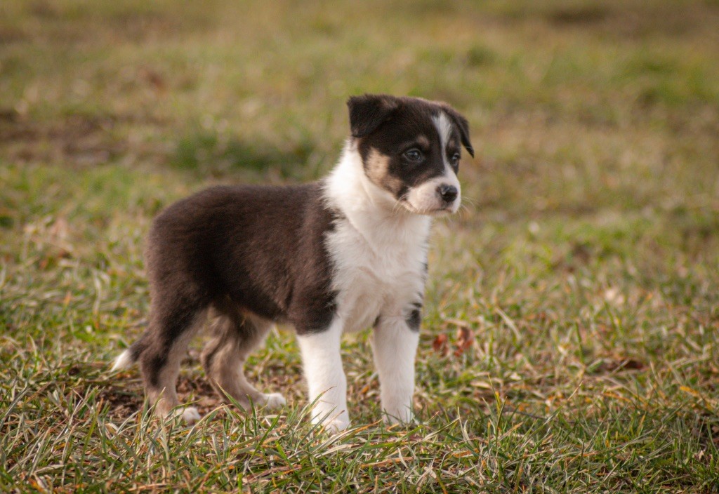 Shadow’s Manor - Chiots disponibles - Border Collie