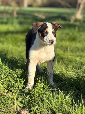 Odin