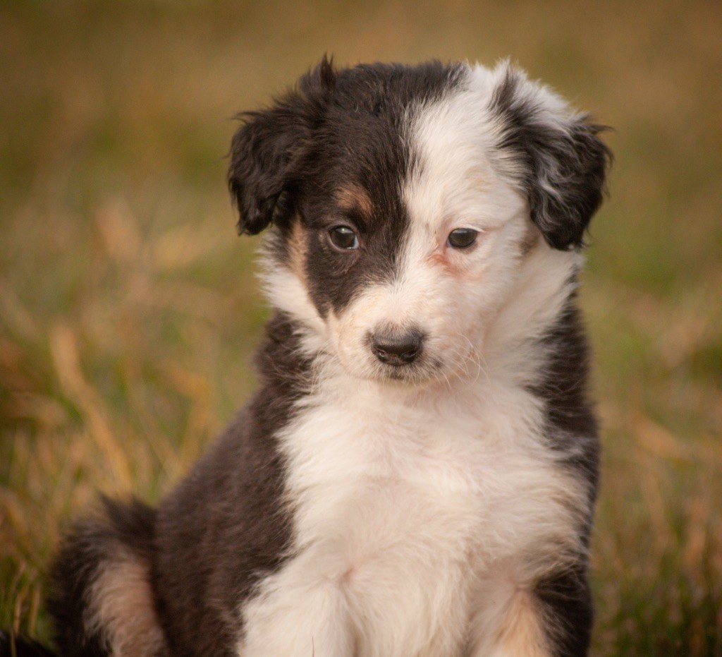 Shadow’s Manor - Chiots disponibles - Border Collie